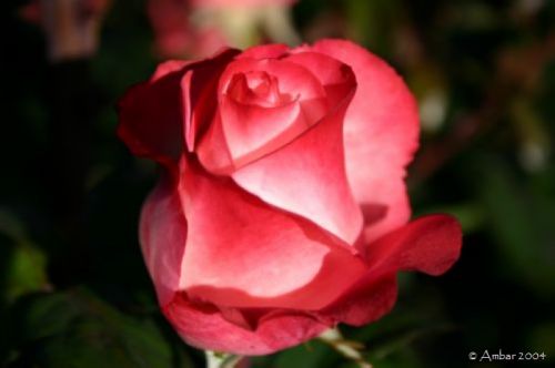 rosa_.jpg